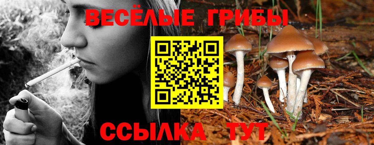 Псилоцибиновые грибы GOLDEN TEACHER Курчатов